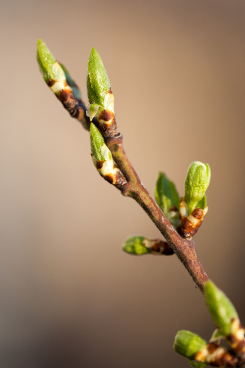 Tree buds in spring