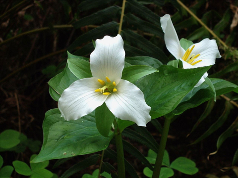 White trillium in bloom