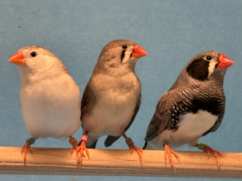 Three songbirds sitting in a row