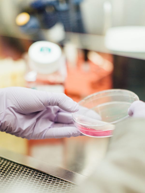 Gloved hand holding petri dish with unknown pink liquid