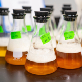 Liquids in Erlenmeyer flasks 