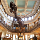 A fossilized Gorgosaurus skeleton in the Redpath Museum