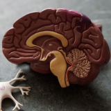 Brain and neuron