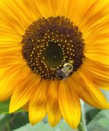 An image of a sunflower with a bee on it.