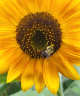 A sunflower with a bee on it.