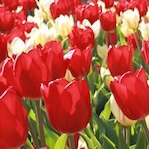 red and yellow tulips