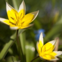 yellow flowers, just opening, poking out of a background of green.