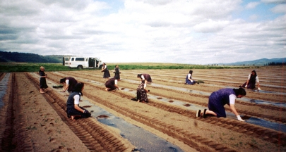 Hutterite women and girls working in a communal garden
