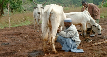 Milking at mallam isa.