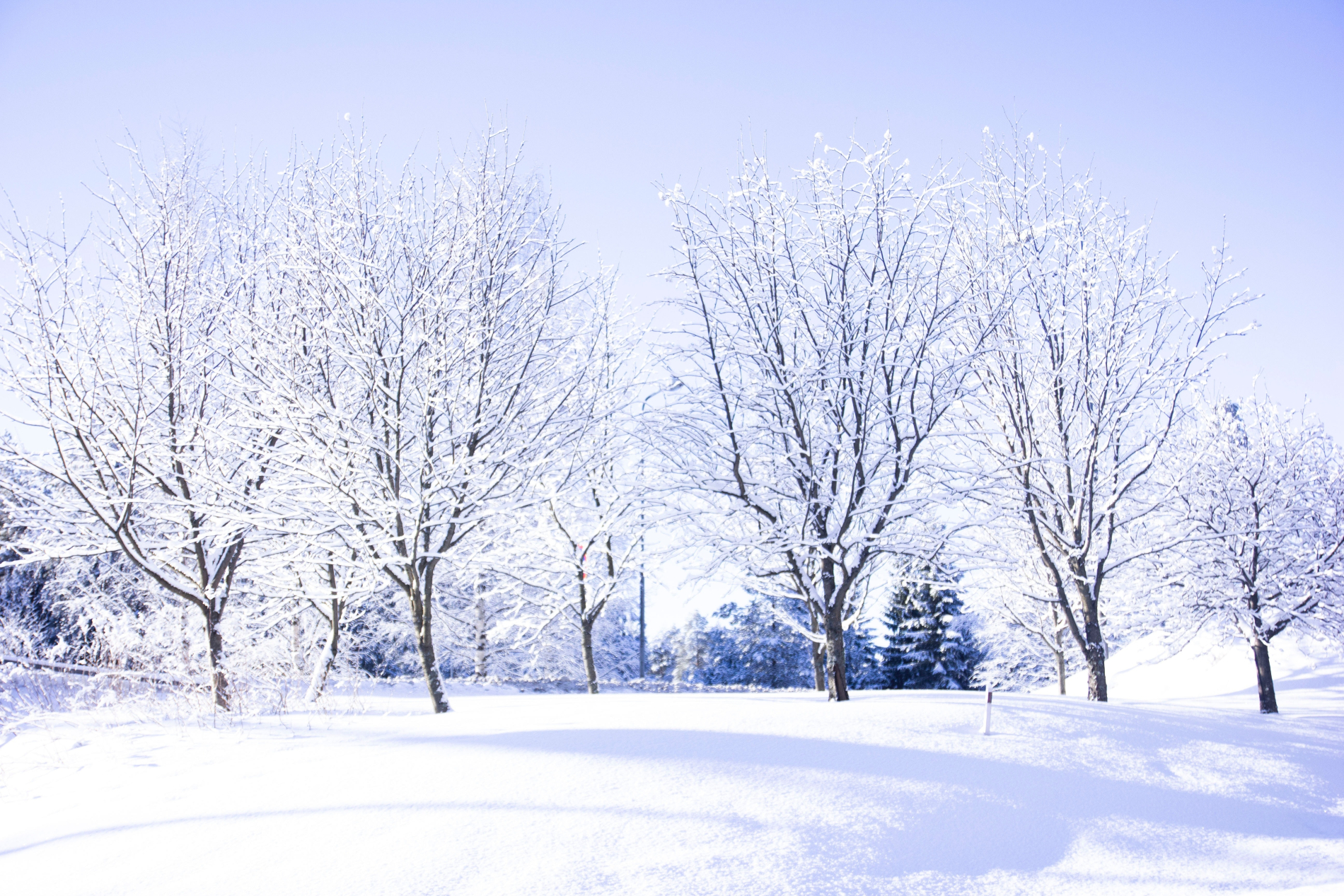 a snow-covered field with a row of bare, snow-covered trees at the end, against a blue sky