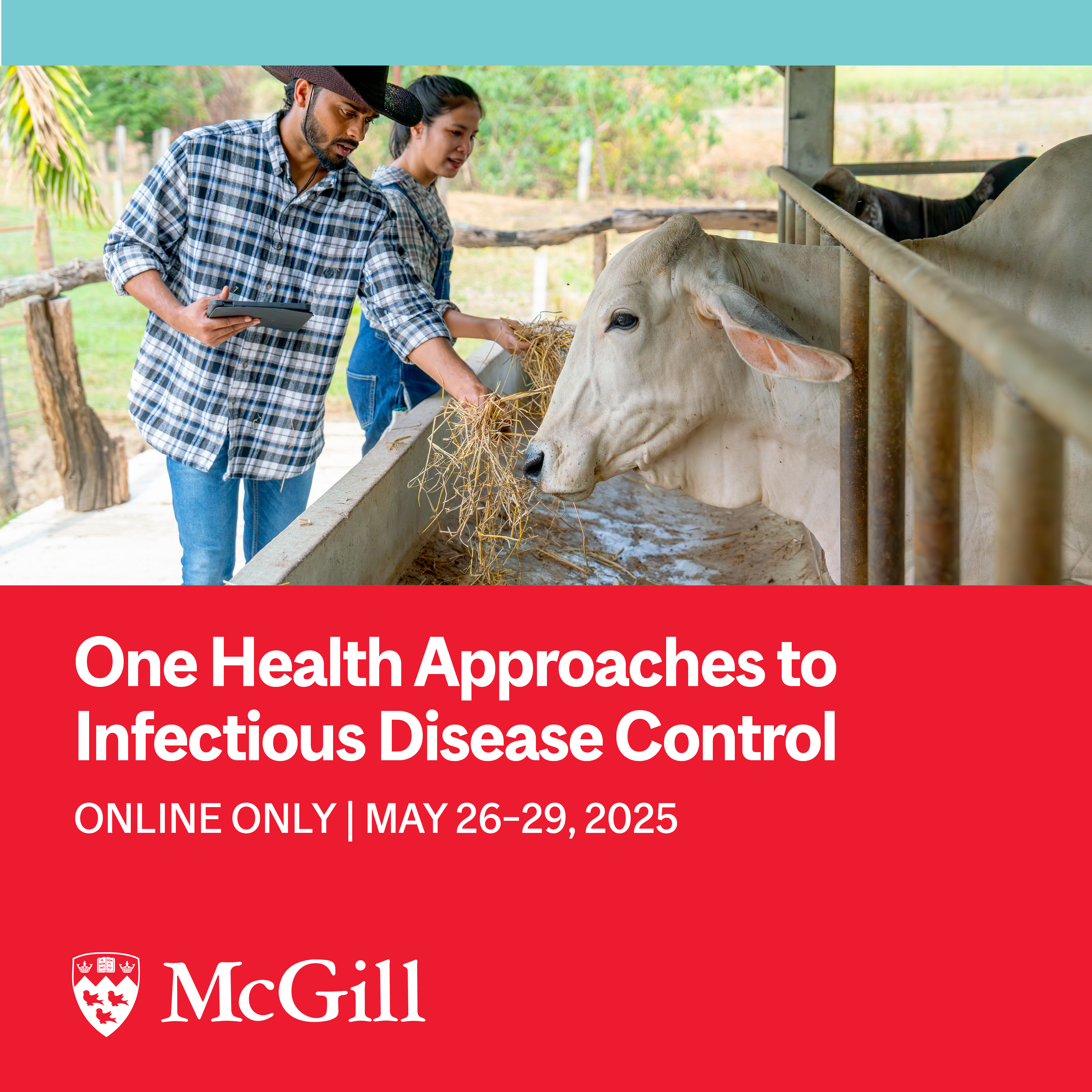 Two farmers feeding a cow, one holding a tablet