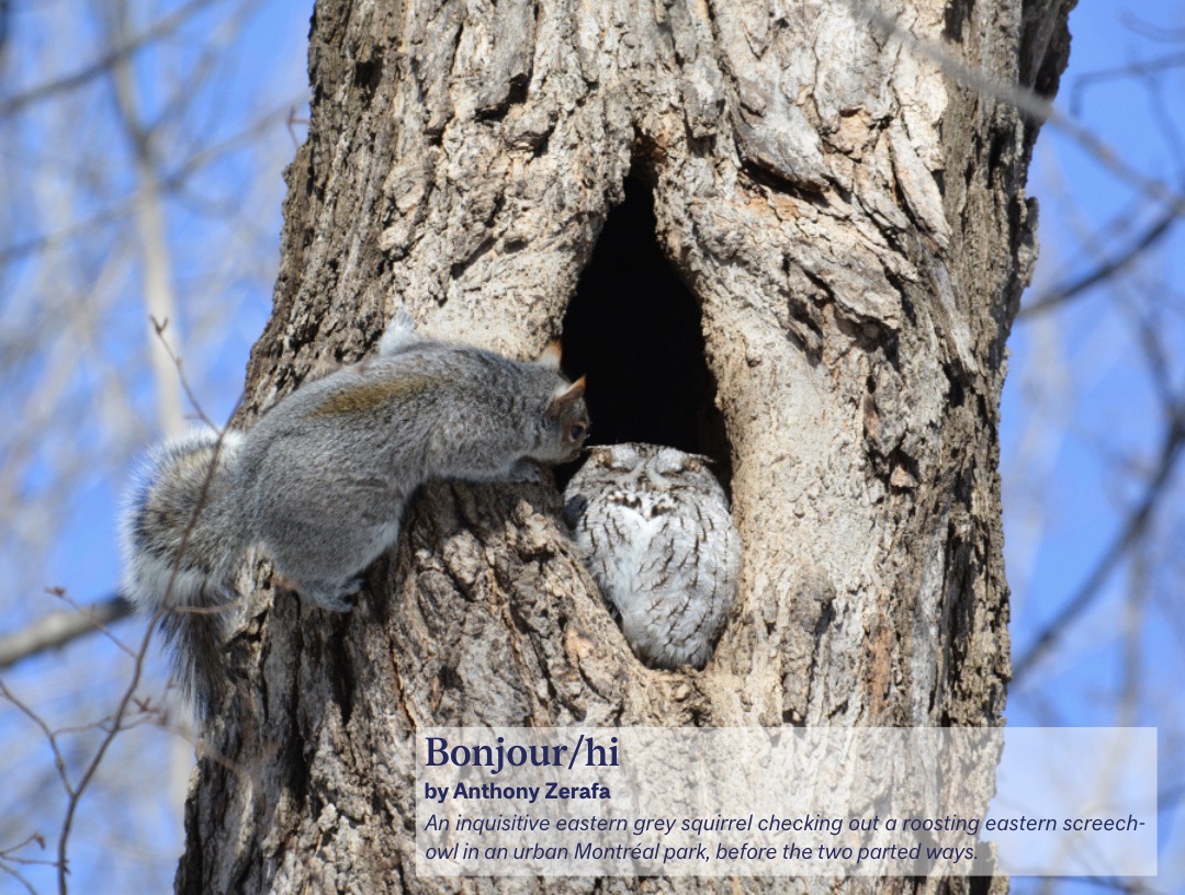 An inquisitive eastern grey squirrel checking out a roosting eastern screech-owl in an urban Montréal park.