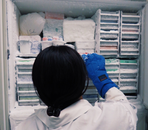 A researcher is seen from behind removing samples from a lab freezer.