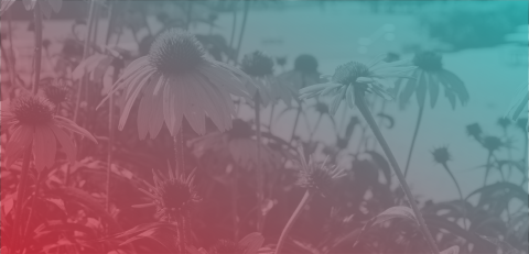 A field of flowers with a teal and red gradient overlaid