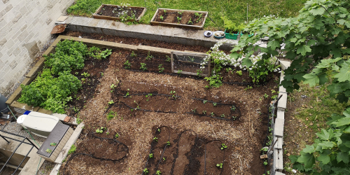 An aerial view of a large garden plot with some newly planted seedlings. 