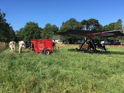 Cows graze in the pasture under the portable sun shade. 
