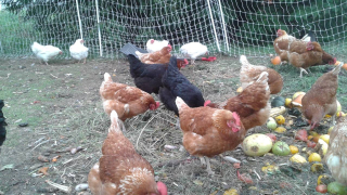 Chickens sit outside a chicken coop