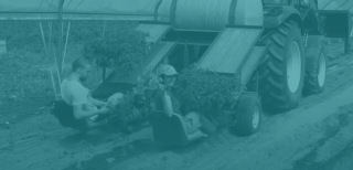 Farm workers plant vegetables