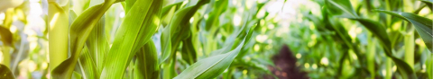 close up of agriculture plants