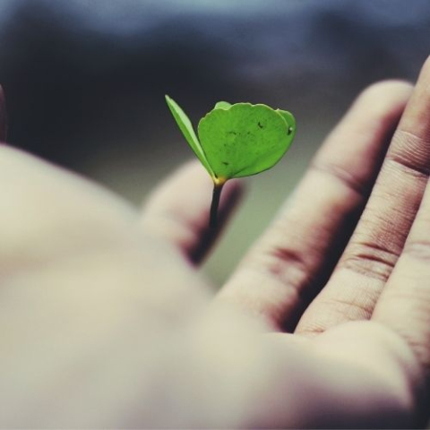 hand holding a sprouted tree stem