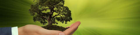 a hand holding a tree on a green background
