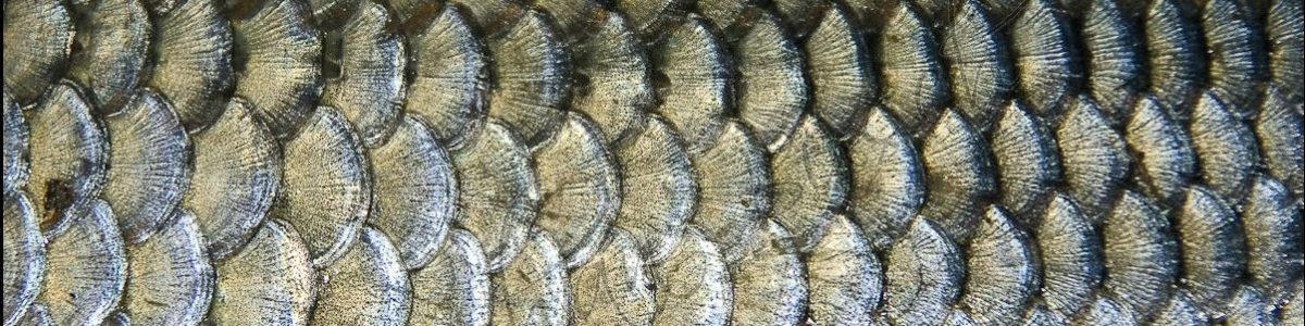 Close up view of fish scales