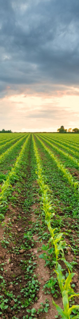 crop with a cloudy sky 