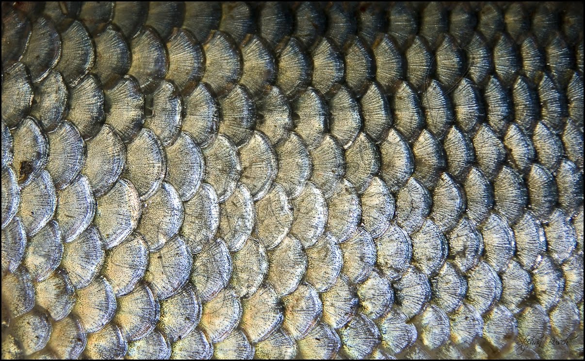 Fish Scales High Res 0  TISED - McGill University