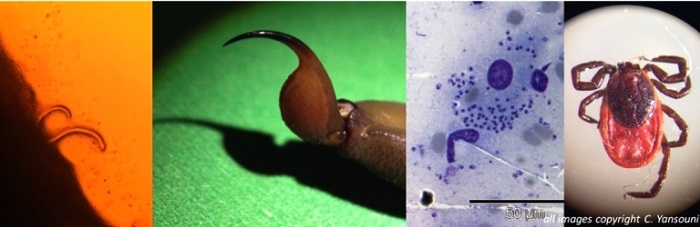 Left to right. Panel 1 is a parasitic worm under a microscope, panel 2 is a scorpion tail, panel 3 is a parasitic infection under a microscope, panel 4 is a tick