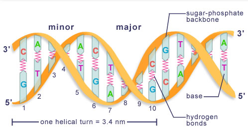 DNA