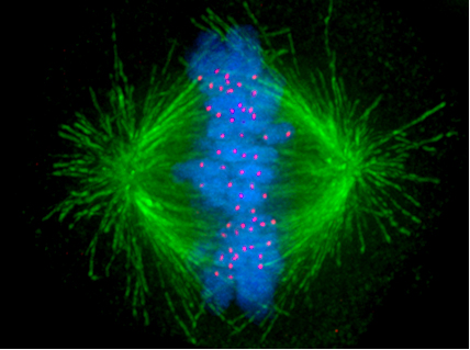 Mitotic spindle