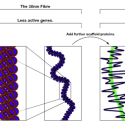 Chromosomes Chromosomes