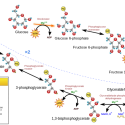 Glycolysis