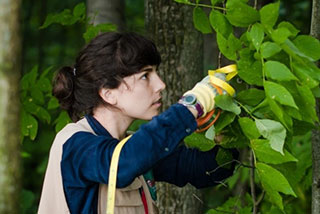 Student studying a tree