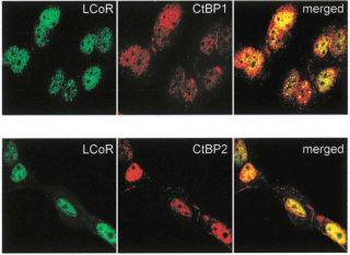 Structure/function studies of LCoR