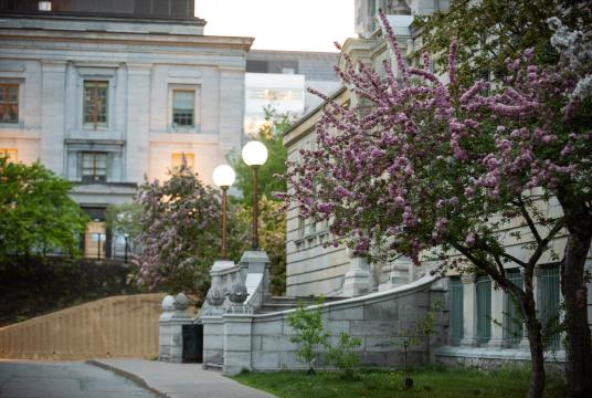 McGill campus springtime