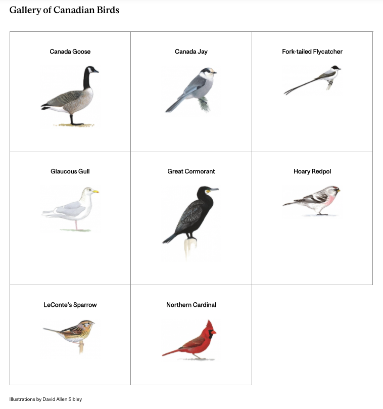 a grid of 8 squares, each containing a photo of a bird and the bird name