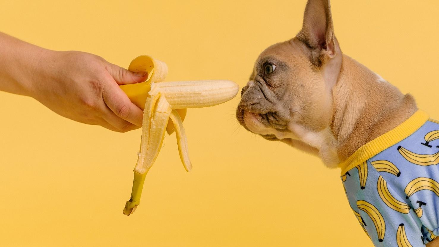 An extended hand holding out a peeled banana to a cute little pug puppy who isn't interested in it. Also the puppy is wearing baby blue PJs with a banana print.