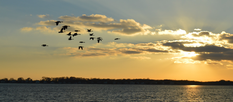 birds flying in a migration pattern over water with horizon in background