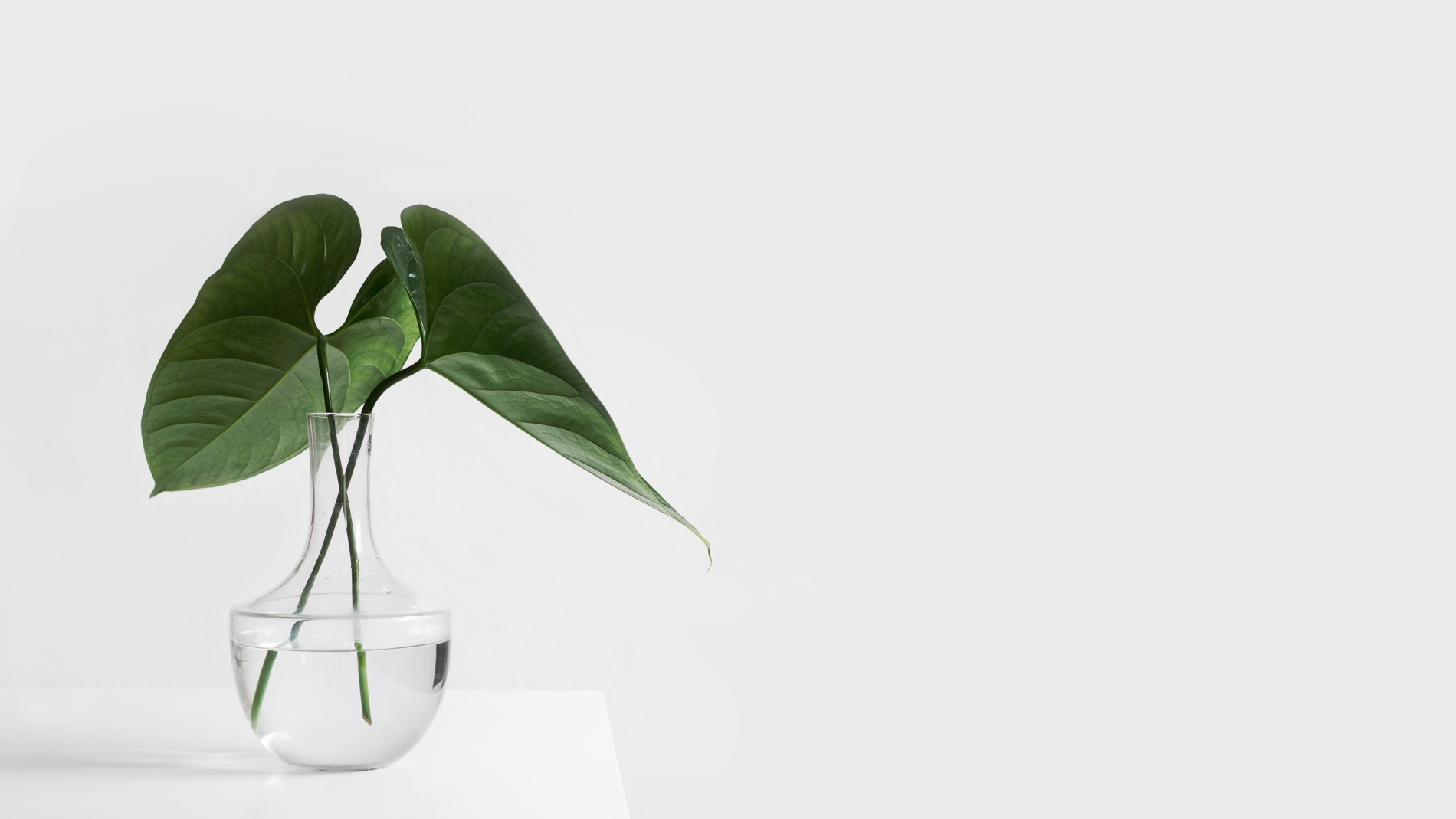 Minimal background with large green leaves in clear vase in foreground