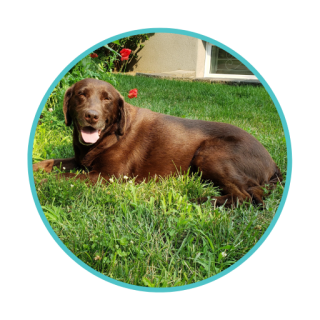 brown labrador dog laying in grass