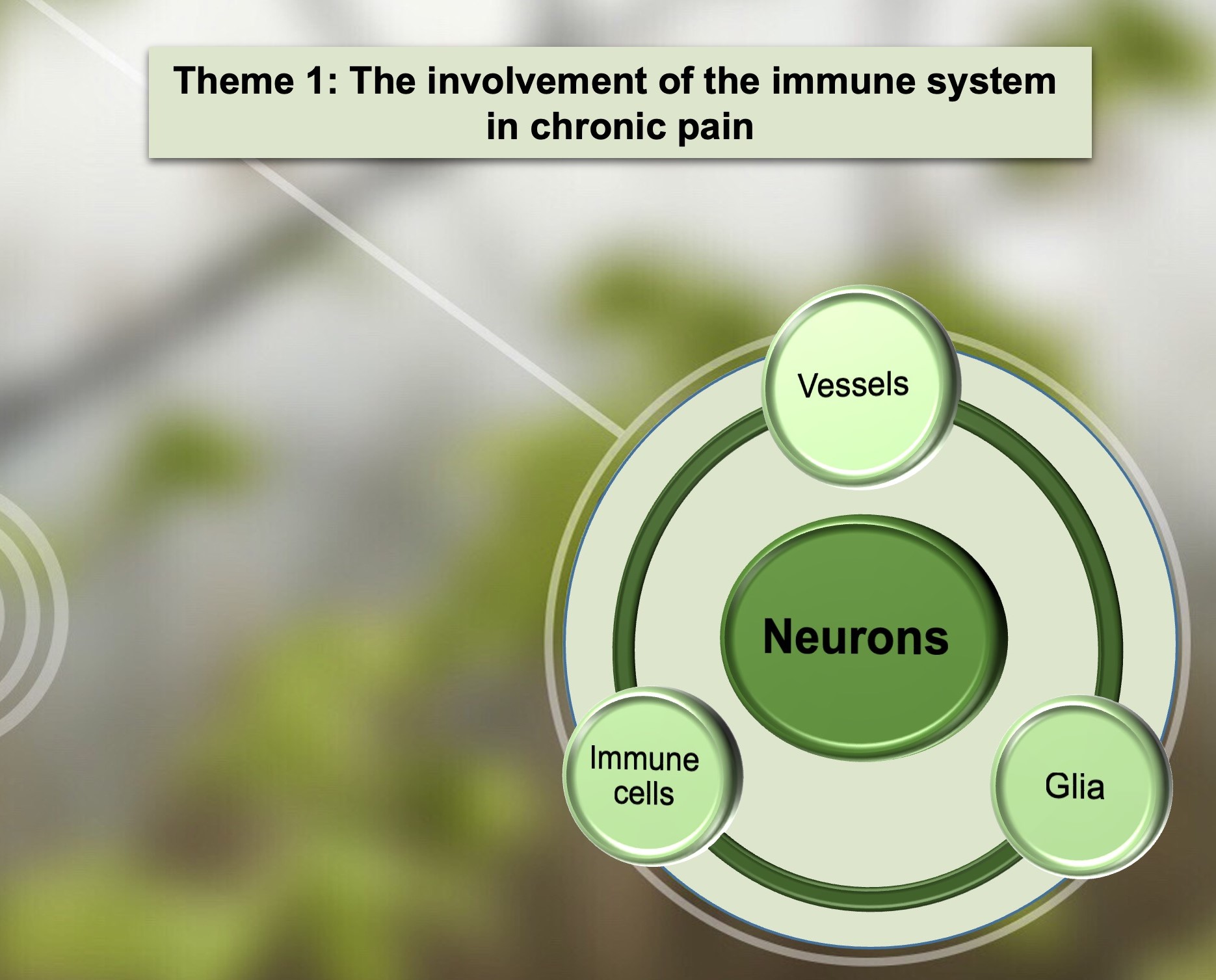 Theme 1 involment of immune system in Pain. Shows Neurons and vessels Glia and immune cells