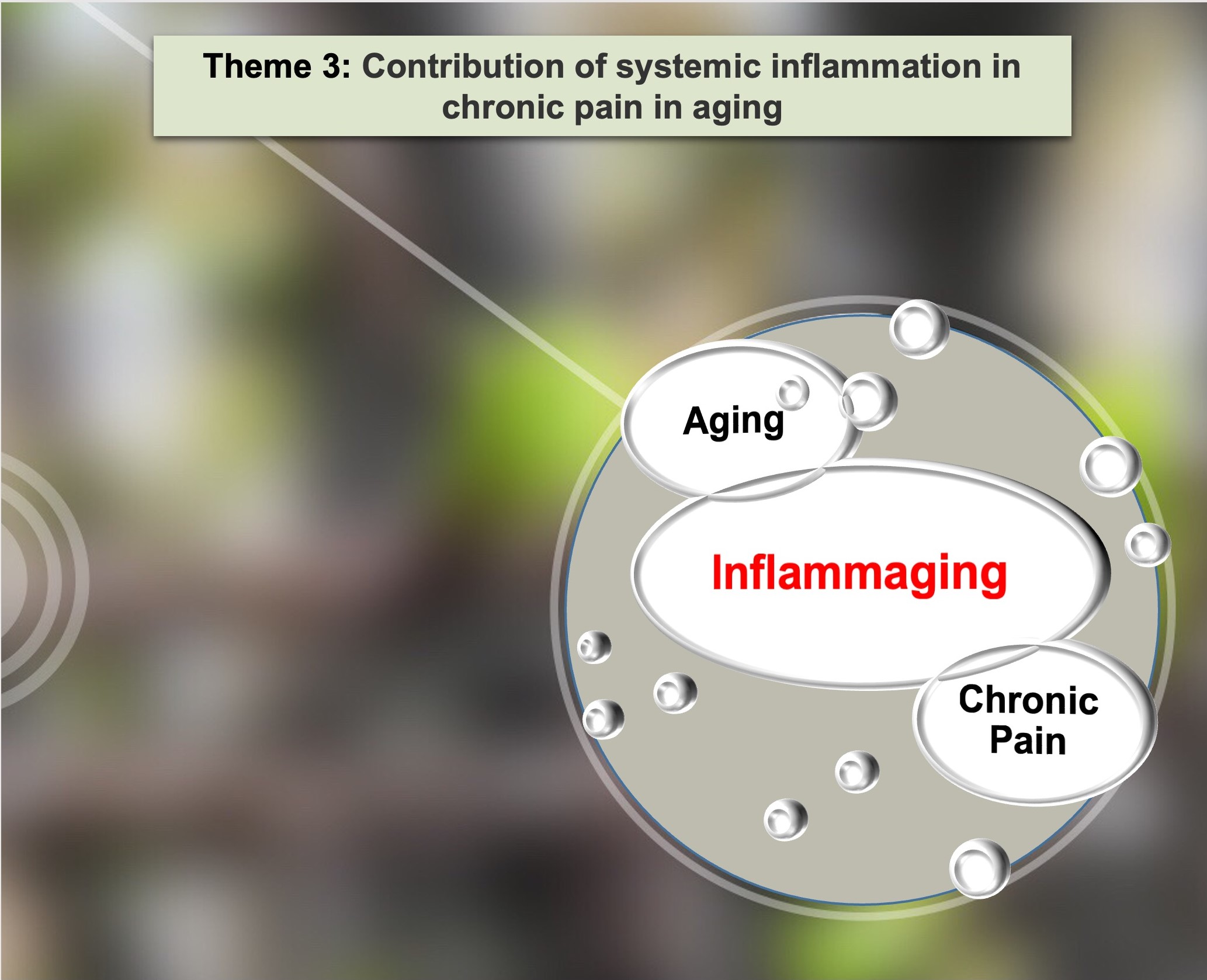 theme 3 . shows contribution of systemic inflamation in chronic pain in aging