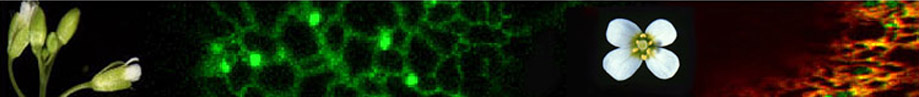 photos of plants and a micrographs of the endoplasmic reticulum